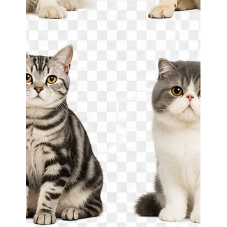 猫咪美容