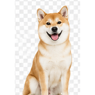 狗狗美容